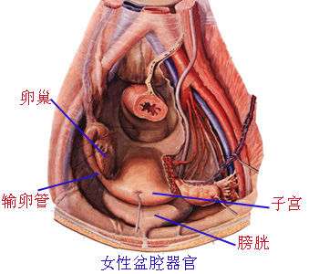 慢性盆腔炎能治好吗？